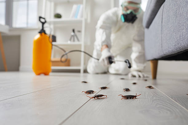Trusted Termite Control service in Nokesville, VA - Nex Pest Control